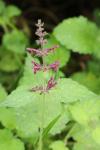 Stachys sylvatica