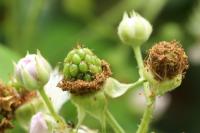Rubus fruticosus