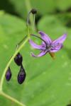 Solanum dulcamara