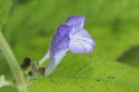 Scutellaria galericulata