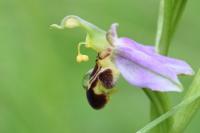 Ophrys apifera