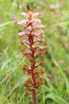 Orobanche amethystea