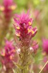 Melampyrum arvense