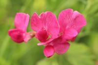 Lathyrus tuberosus