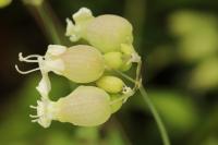 Silene vulgaris