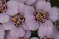 Achillea millefolium