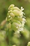 Silene vulgaris