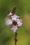 Verbena officinalis