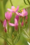 Centaurium erythraea