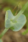 Blackstonia perfoliata