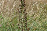 Himantoglossum hircinum