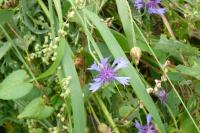Cyanus segetum