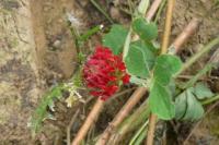 Trifolium incarnatum