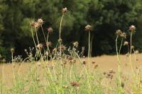 Silybum marianum