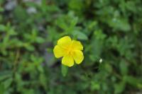 Helianthemum nummularium