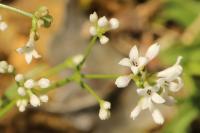 Asperula cynanchica
