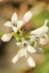 Asperula cynanchica