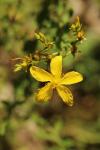 Hypericum perforatum