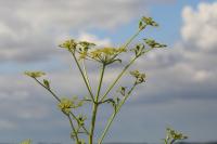Pastinaca sativa