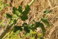 Pastinaca sativa
