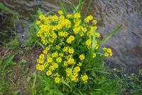 Barbarea vulgaris