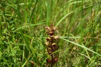 Orobanche