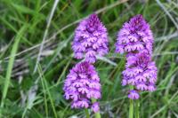 Anacamptis pyramidalis