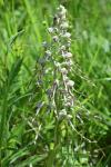 Himantoglossum hircinum