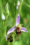Ophrys apifera