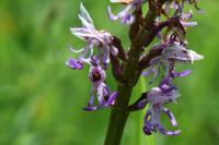 Orchis simia