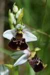 Ophrys holosericea
