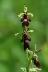 Ophrys insectifera
