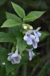 Melittis melissophyllum