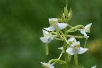 Platanthera chlorantha