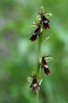Ophrys insectifera