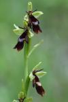 Ophrys insectifera