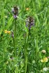 Orchis simia