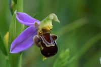Ophrys apifera