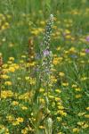 Himantoglossum hircinum