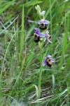 Ophrys holosericea