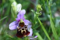 Ophrys holosericea
