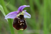 Ophrys holosericea