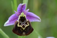 Ophrys holosericea