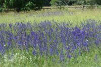 Salvia pratensis