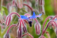 Borago officinalis
