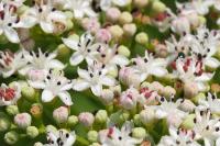 Sambucus ebulus
