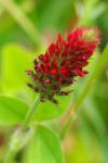 Trifolium incarnatum