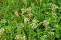 Plantago lanceolata