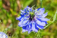 Nigella damascena