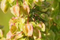 Rumex crispus
